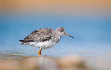 Common Redshank (Tringa totanus) is a migratory bird. It feeds on maggots and mollusks in wetlands in Asia, Europe, America and Africa.