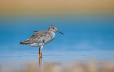 Common Redshank (Tringa totanus) is a migratory bird. It feeds on maggots and mollusks in wetlands in Asia, Europe, America and Africa.