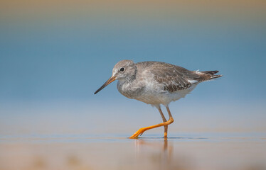 Common Redshank (Tringa totanus) is a migratory bird. It feeds on maggots and mollusks in wetlands in Asia, Europe, America and Africa.