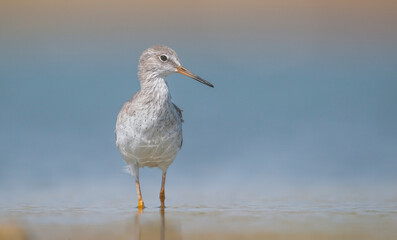 Common Redshank (Tringa totanus) is a migratory bird. It feeds on maggots and mollusks in wetlands in Asia, Europe, America and Africa.