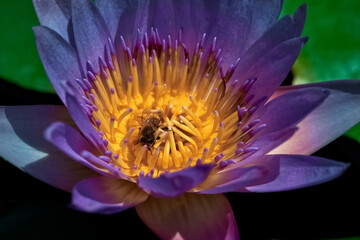 purple lily in the park close up