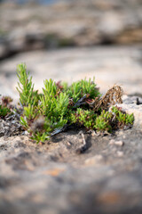 Detail of plants on the coast of Mallorca with view of the Mediterranean Sea.