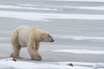 Obraz na płótnie Canvas Canada, Manitoba, Churchill. Mature male polar bear with scar over his eye.