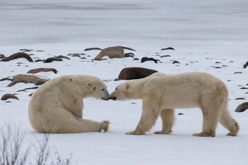 Fototapeta na wymiar Canada, Manitoba, Churchill. Two male Polar bears