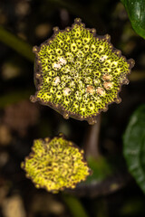 Flowers of Bahia Dorstenia (Dorstenia bahiensis)
