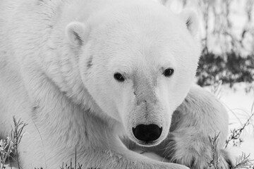 Canada, Manitoba, Churchill. Polar bear, close-up of face.