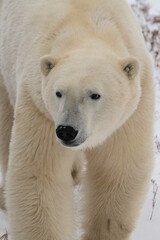 Canada, Manitoba, Churchill. Polar bear with ear tag.