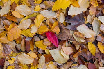 Close up and top view of fallen autumn yellow and red leaves in city park. Autumn background.