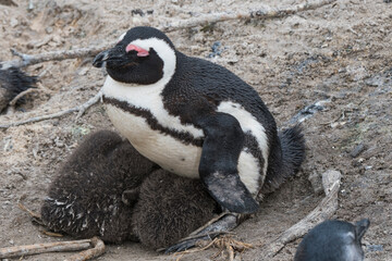 Mother penguin with her cubs