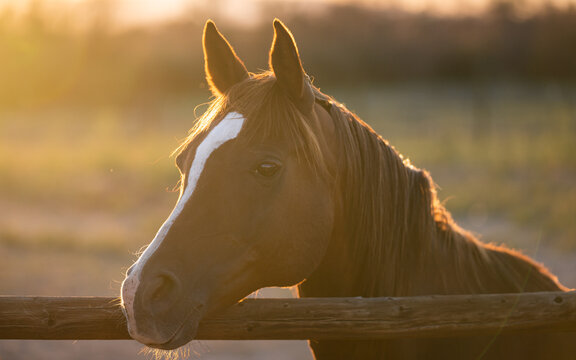 Brown Horse at Sunset