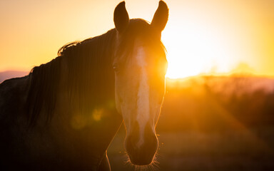 Beautiful Sunset Photo of Horse