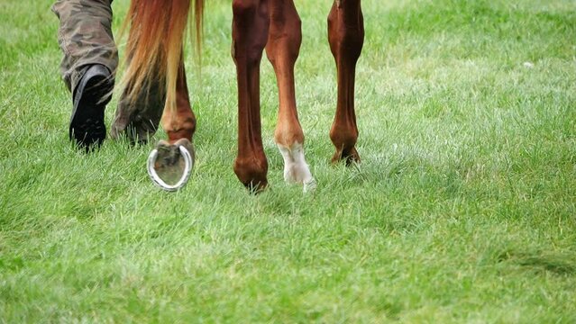 Horse hooves shod with new horseshoes in the grass. Recorded in slow motion.