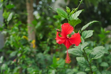 Hibicus (Shoeblack plant). Read beautiful flower with blurry background