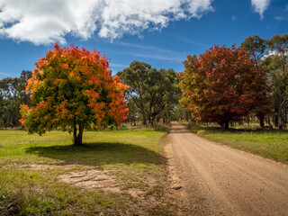 Fototapeta premium Dirt Road Through Autumnal Trees