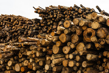 Large pile of logs ready to be shipped by boat.