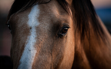Close up Portrait of Horse