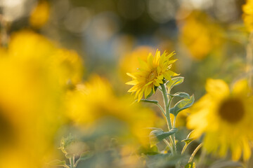 Sunflower Helianthus annuus in golden sunset light.