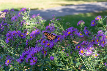 Close up view of a monarch butterfly feeding on purple aster flowers in a sunny garden, with...