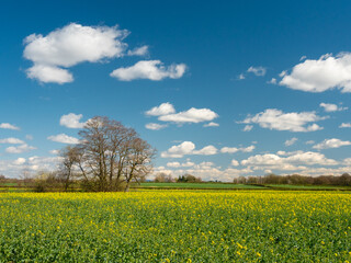 Fototapeta na wymiar Tree in a field of canola or rape with a blue sky and fluffy clouds