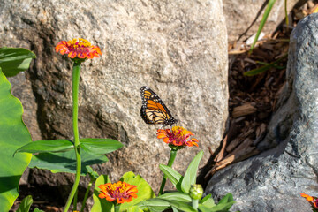 Close up view of a monarch butterfly feeding on a yellow marigold flower in a sunny garden, with defocused background
