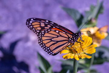 Close up view of a monarch butterfly feeding on a yellow marigold flower in a sunny garden, with defocused background