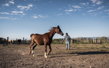 Veteran Cowboy Training Horse in Ring