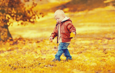 Stylish little child boy walking with yellow leaves in autumn park