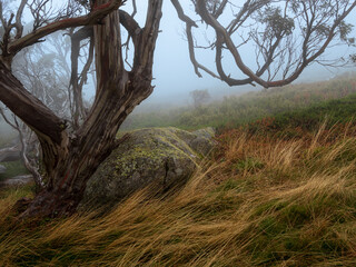 Fototapeta na wymiar Snowy Mountains Forest In The Mist