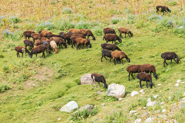 Rabot, Gorno-Badakhshan Autonomous Province, Tajikistan. A herd of goats grazing in the mountains...