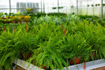 Green ferns in pots disposed on rack in plant market.