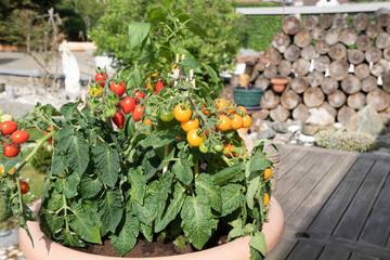 Fototapeta na wymiar Large pots with red and yellow cherry tomatoes on the garden terrace,planting 
