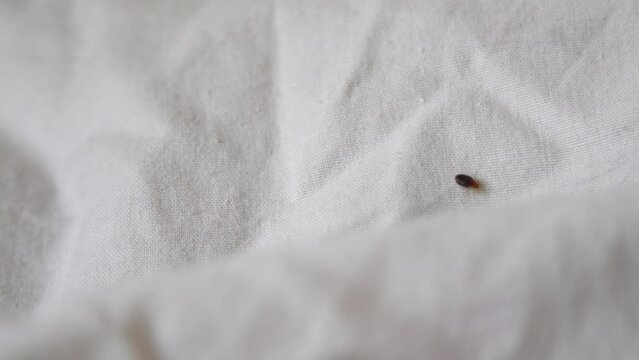 Bed bug crawling on bed linen
