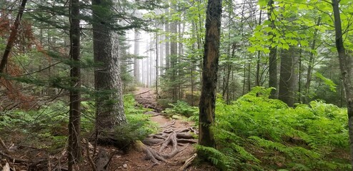 Foggy view between trees on a trail in Acadia National Park