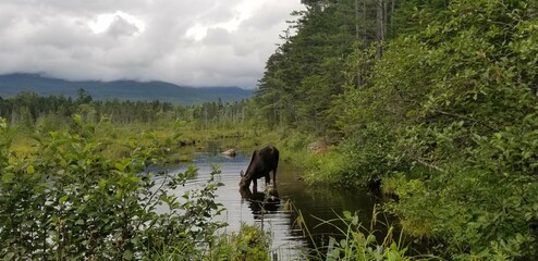 Moose in a lake, Baxter State Park, Maine