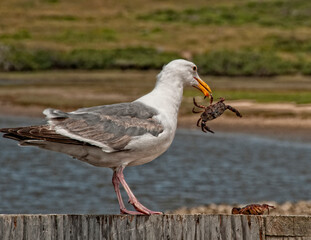 This herring gull gets ready to eat a small crab at Point Reyes.