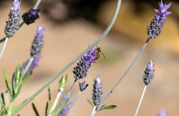 The beauty of the lavender flower.	
