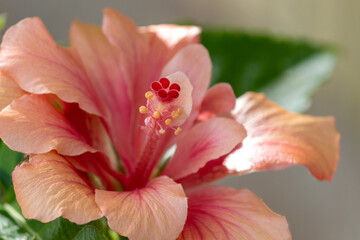 Fototapeta na wymiar The beauty of the Hibiscus flower, a woody, fibrous shrub, up to 5 meters high. 