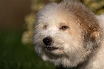 2022-09-22 A CLOSE UP PORTRAIT OF A SMALL WHITE COTON DE TULEAR WITH A BLURRY GREEN BACKGROUND