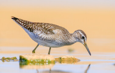 Wood Sandpiper (Tringa glareola) is a species of bird that lives in wetlands in Asia, Europe and Africa.
