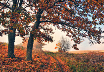 Sunrise in autumn forest. Bright golden fall nature landscape