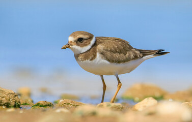 Common Ringed Plover (Charadrius hiaticula)'s feeding habitat is open beaches or the flat areas of Eurasia and Arctic Northeast Canada. Some also feed in areas far from the sea. 