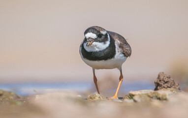 Common Ringed Plover (Charadrius hiaticula)'s feeding habitat is open beaches or the flat areas of Eurasia and Arctic Northeast Canada. Some also feed in areas far from the sea. 