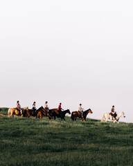 Farm Animals Squirrel Cow Sheep Horse