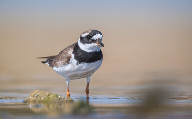 Common Ringed Plover (Charadrius hiaticula)'s feeding habitat is open beaches or the flat areas of Eurasia and Arctic Northeast Canada. Some also feed in areas far from the sea. 