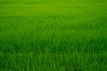 Rice farms, Rice fields, Rice paddy, rice pants, and Bokeh dew drops on the top of the rice fields in the morning sun,along with the rice fields that emphasize the soft background.