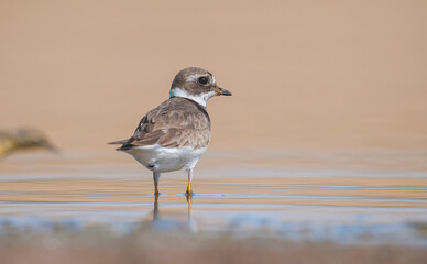 Common Ringed Plover (Charadrius hiaticula)'s feeding habitat is open beaches or the flat areas of Eurasia and Arctic Northeast Canada. Some also feed in areas far from the sea. 