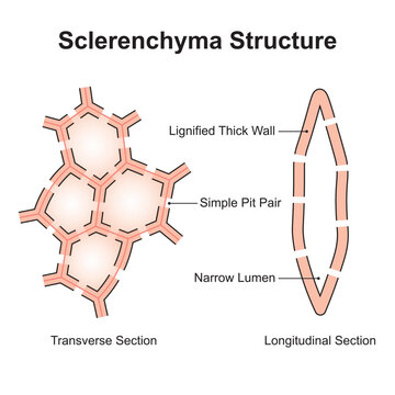 Scientific Designing of Sclerenchyma Structure. The Cell Type That Has Lignified Walls. Colorful Symbols. Vector Illustration.
