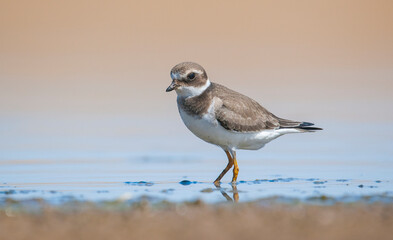 Common Ringed Plover (Charadrius hiaticula)'s feeding habitat is open beaches or the flat areas of Eurasia and Arctic Northeast Canada. Some also feed in areas far from the sea. 