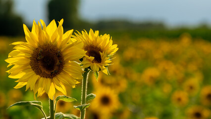 Selective focus of two sunflowers on which bees are working, in a sunflower field.