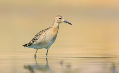Ruff (Calidris pugnax) is a migratory species. It is a species that breeds in wetlands in the cold regions of Northern Eurasia, and winters in the tropics in the north, especially in Africa.